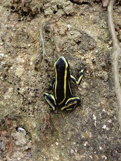 Yellow striped poison dart frog