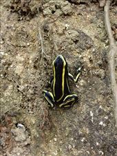Yellow striped poison dart frog: by clare-tamea, Views[1986]