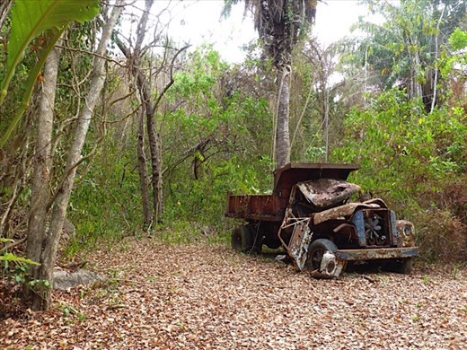 Truck reclaimed by jungle