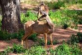 Mule Deer in campsite at Zion: by clare-tamea, Views[303]