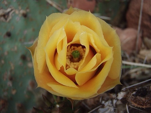 Cactus flower