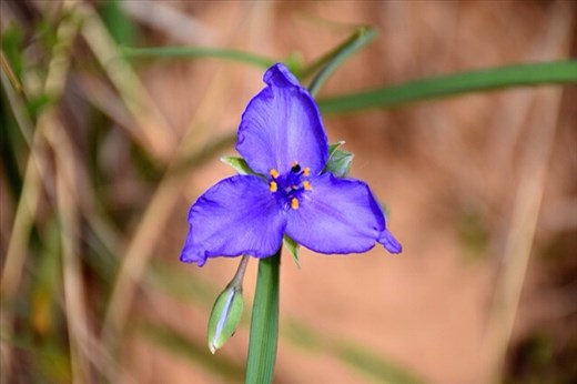 Hard-as-nails flower pretending to be delicate