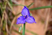 Hard-as-nails flower pretending to be delicate: by clare-tamea, Views[244]