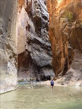 The Narrows hike, Zion: by clare-tamea, Views[254]