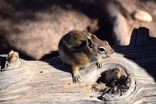 Chipmunk (so cute!)