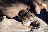 Chipmunk (so cute!): by clare-tamea, Views[273]