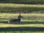 Deer at Bryce: by clare-tamea, Views[311]