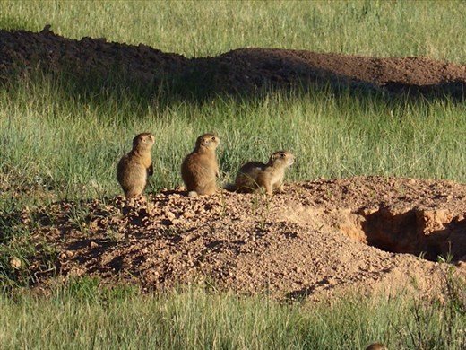 Utah Prairie Dogs