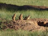 Utah Prairie Dogs: by clare-tamea, Views[229]