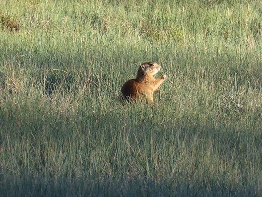 Mmmm, now that IS a tasty stalk of grass