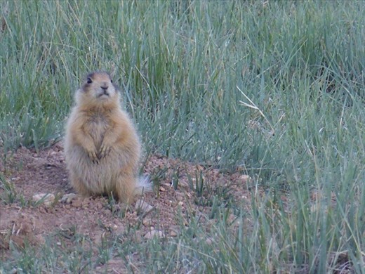 How cute is this chubby fella?!