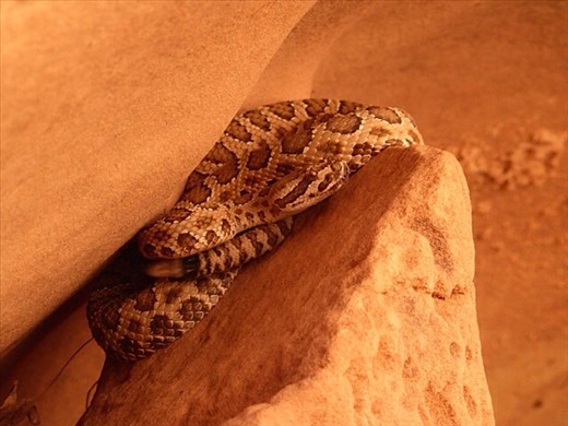 Rattlesnake! Can you see his tail shaking?