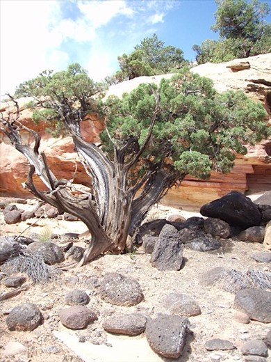 Desert landscape, Utah