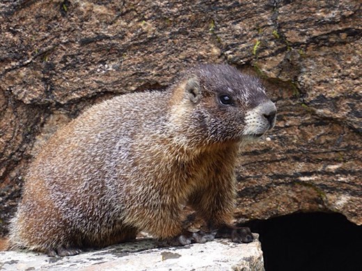 Yellow-bellied marmot in Rocky Mountains