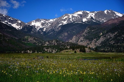 Spring flower meadows, Rocky Mountains