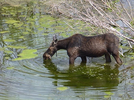 Moose grazing in a beaver pond