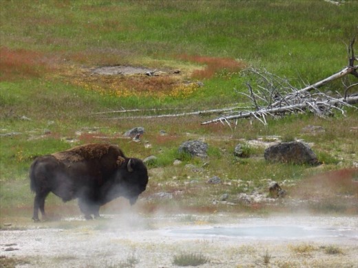 Bison having steam bath, Yellowstone