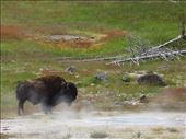 Bison having steam bath, Yellowstone: by clare-tamea, Views[772]