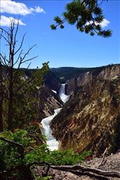 Lower Falls, Yellowstone River: by clare-tamea, Views[226]