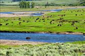 Bison in Lamar Valley, Yellowstone: by clare-tamea, Views[261]