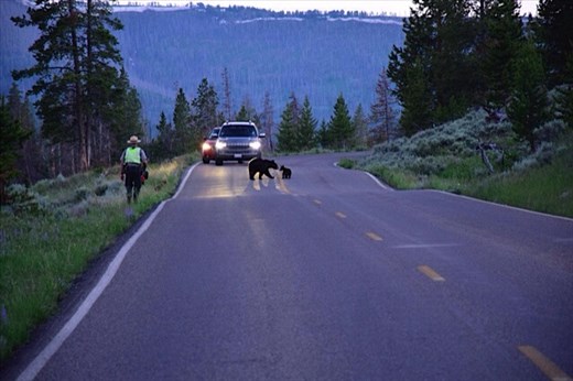 Bear crossing