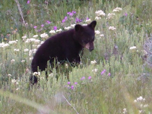 Black bear cub 