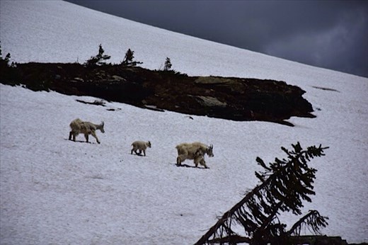 Mountain goats, Glacier National Park