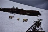 Mountain goats, Glacier National Park: by clare-tamea, Views[254]