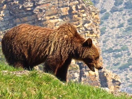 Grizzly bear in Glacier National Park