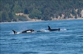 Orcas near Vancouver Island: by clare-tamea, Views[987]