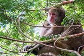 Snow monkey in Kamikochi  (Japan Alps): by clare-tamea, Views[478]