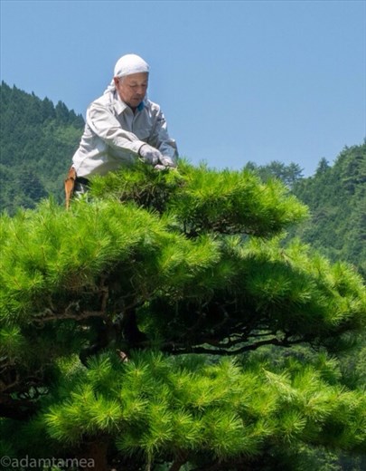 Tree clipping, Tsumagi