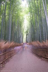 Bamboo Grove near Kyoto, with ghosts: by clare-tamea, Views[315]