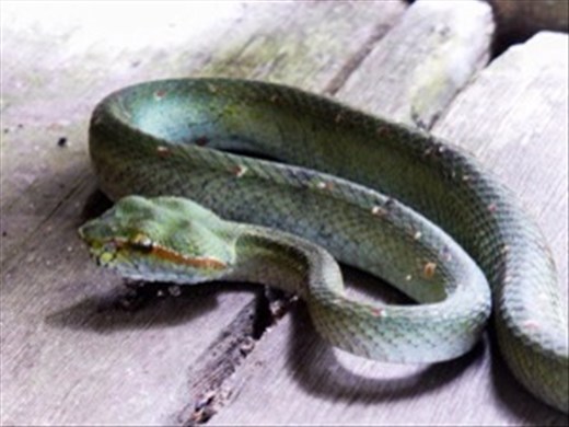 Our pit viper snake