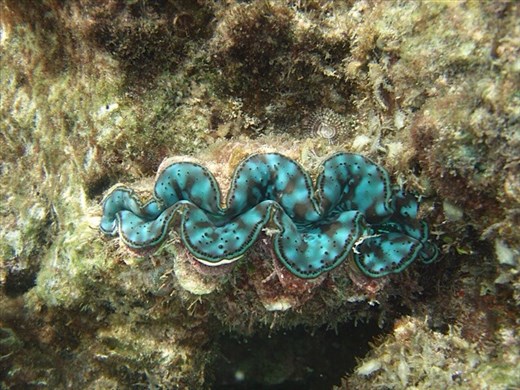 One of the many beautiful clams