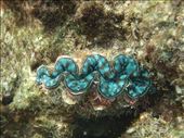 One of the many beautiful clams: by clare-tamea, Views[310]