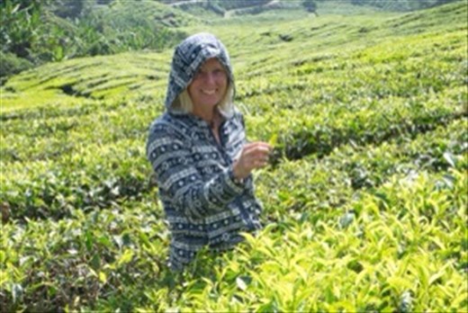 Tea picking in the Cameron Highlands