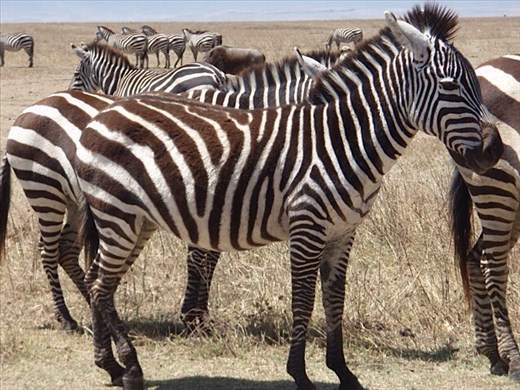 Zebra