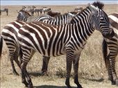 Zebra: by clare-tamea, Views[346]