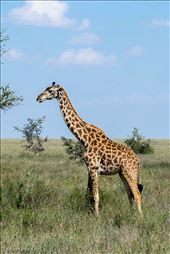 Maasai Giraffe, Serengeti: by clare-tamea, Views[358]