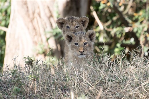Look at these cute cubs!