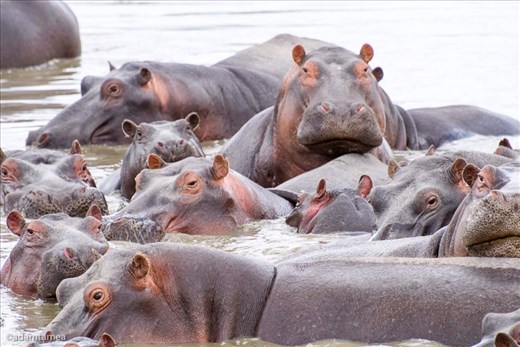 Pod of hippos 