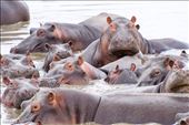 Pod of hippos : by clare-tamea, Views[341]