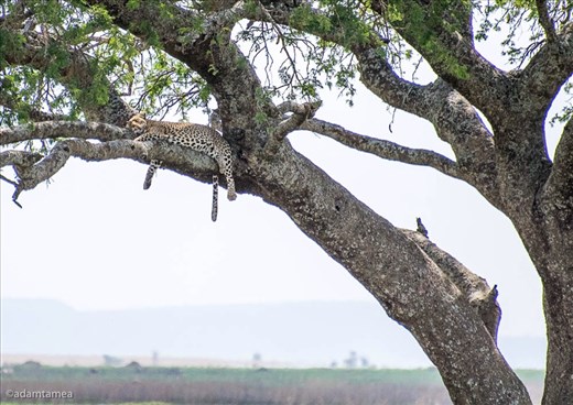 Spot the leopard - my favourite