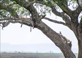 Spot the leopard - my favourite: by clare-tamea, Views[407]