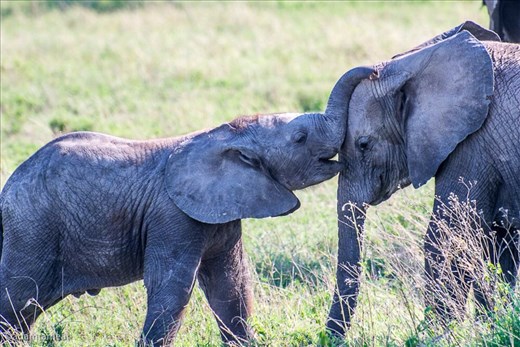 Baby elephants playing