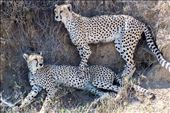 Beautiful cheetah brothers: by clare-tamea, Views[392]