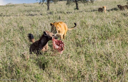 Hyena laughs as he runs off with piece of zebra from pride of lions