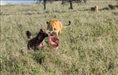 Hyena laughs as he runs off with piece of zebra from pride of lions: by clare-tamea, Views[290]