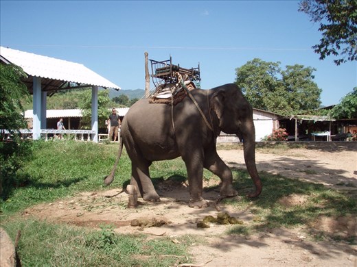 Elephant at Karen tribe village, near Chiang Rai 